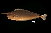 藏品(短喙鼻魚)的圖片